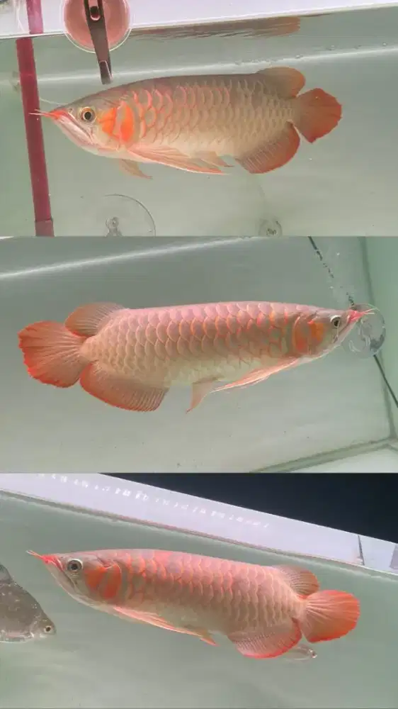 Arwana arowana sr itl kalbar
