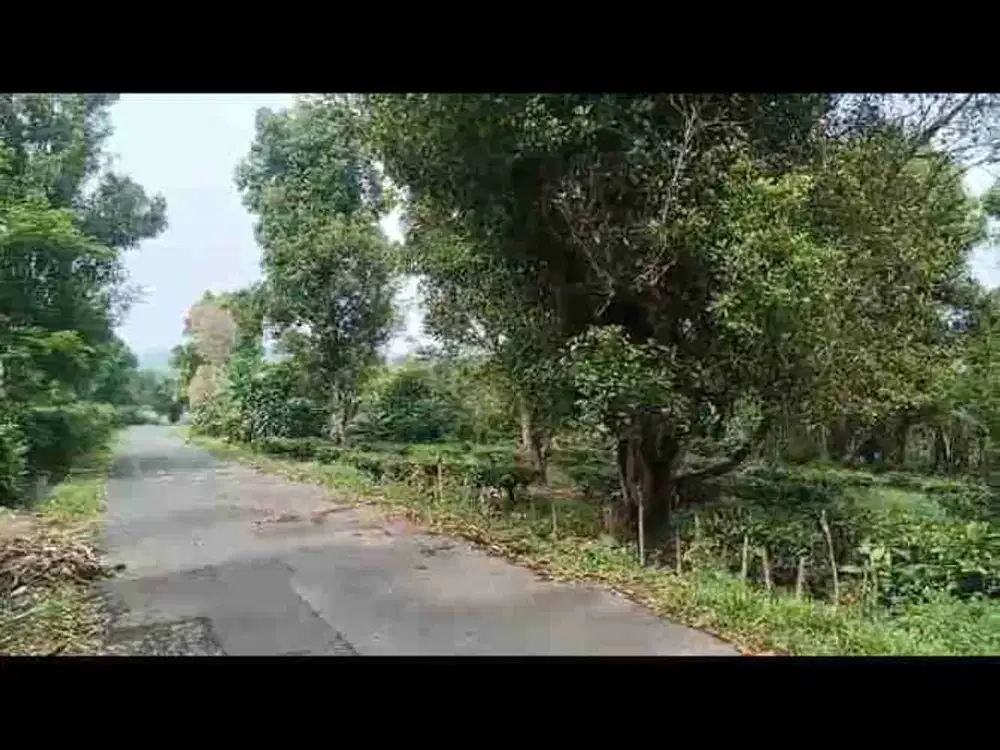 tanah darat kebun cengkeh