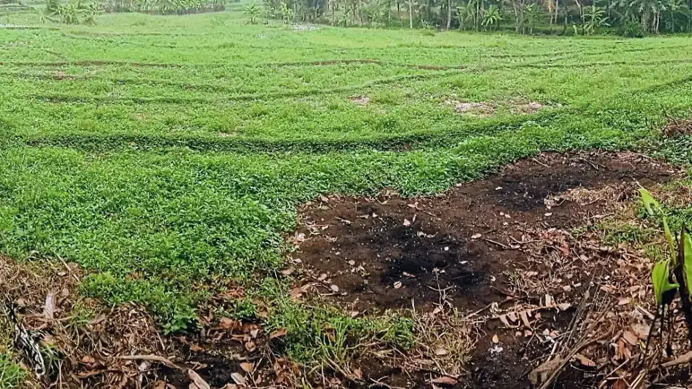 Di Jual Sawah/Tanah