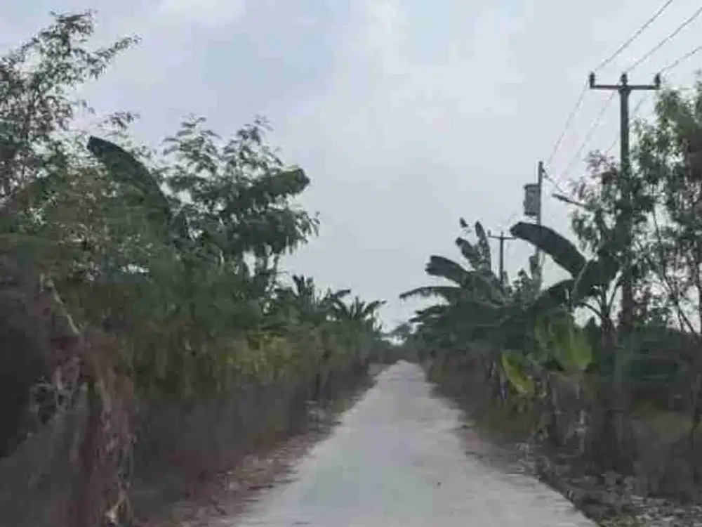 Dijual Tanah Sawah menghasilkan padi, Sukamaju - Bekasi Rp 390ribu / m²