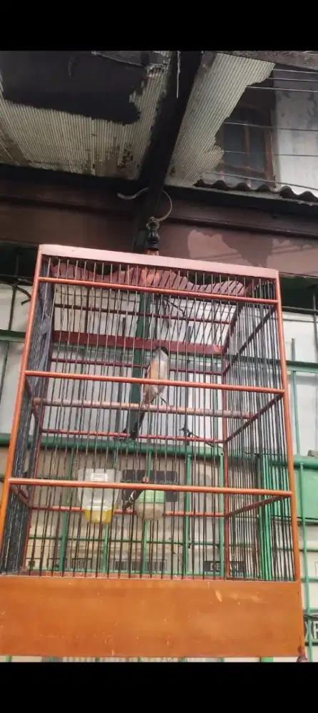 Burung pentet pilis fullset bisa dikirim