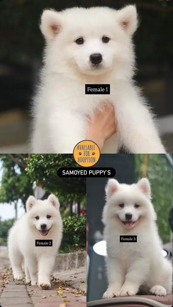 Samoyed Puppy's