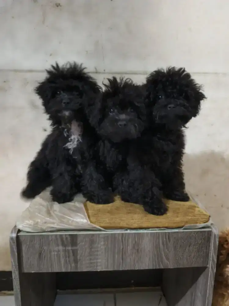 Poodle toy hitam & coklat