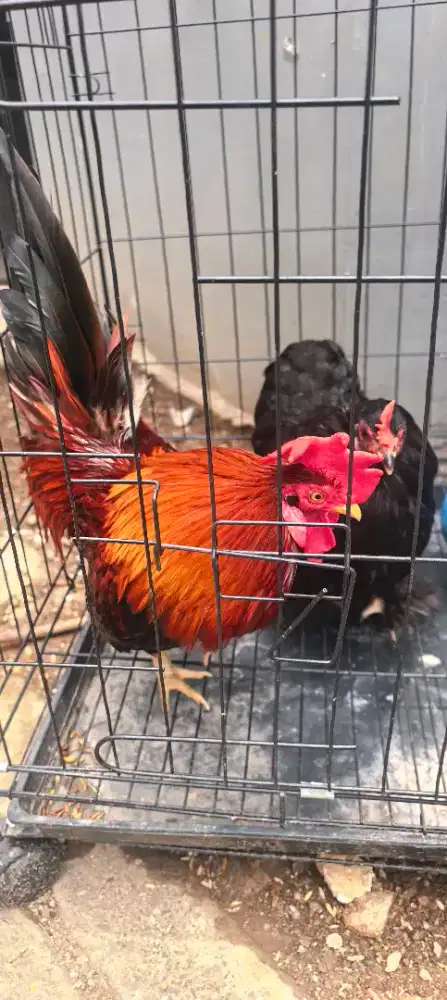 Dijual Sepasang Ayam Jantan Kate dan Betina Cochin Plus Kandang Condet