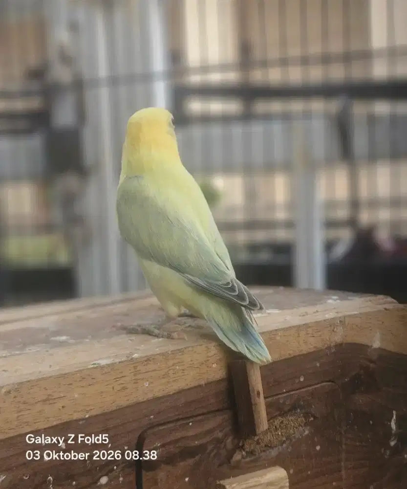 LOVE BIRD (Balibu)