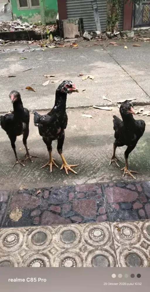 Anakan Bangkok 4 bulanan