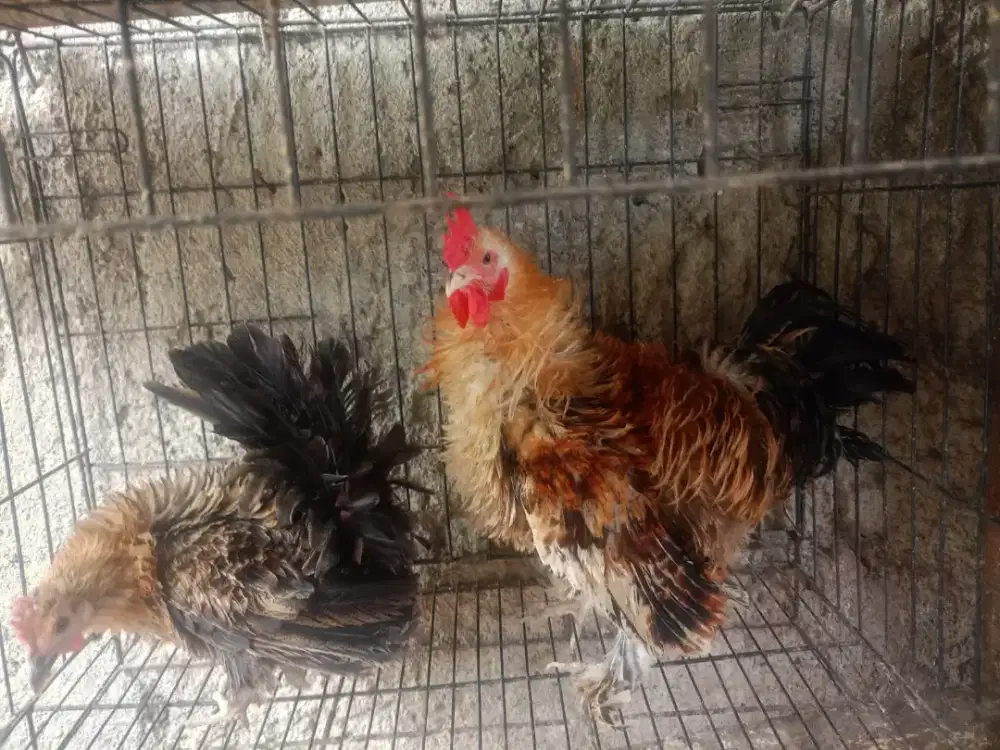 Jual sepasang ayam Kate Walik