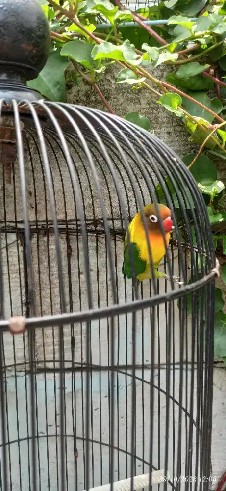 Burung lovebird murah fulset