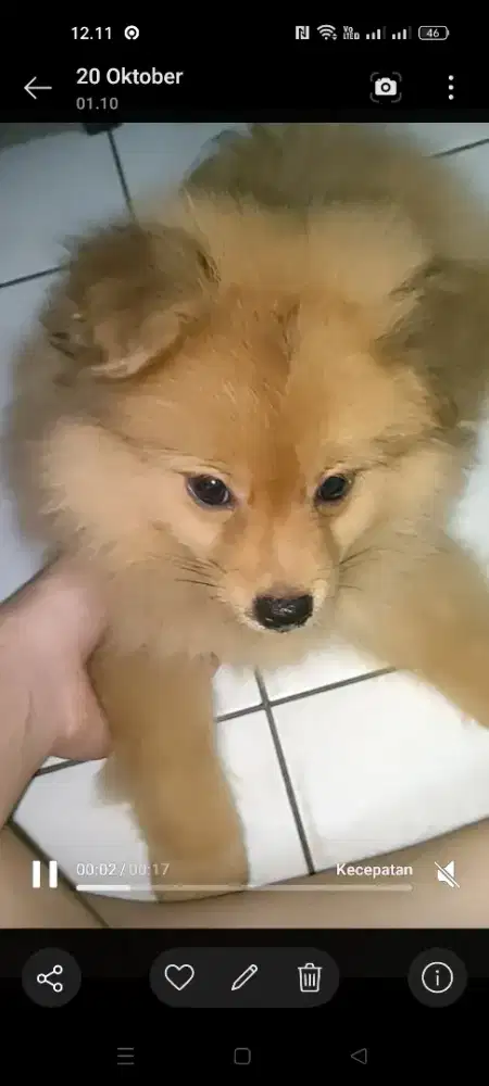 Anak anjing jantan