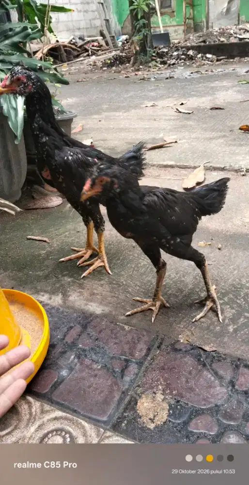 Jual anakan Bangkok 4 bulanan