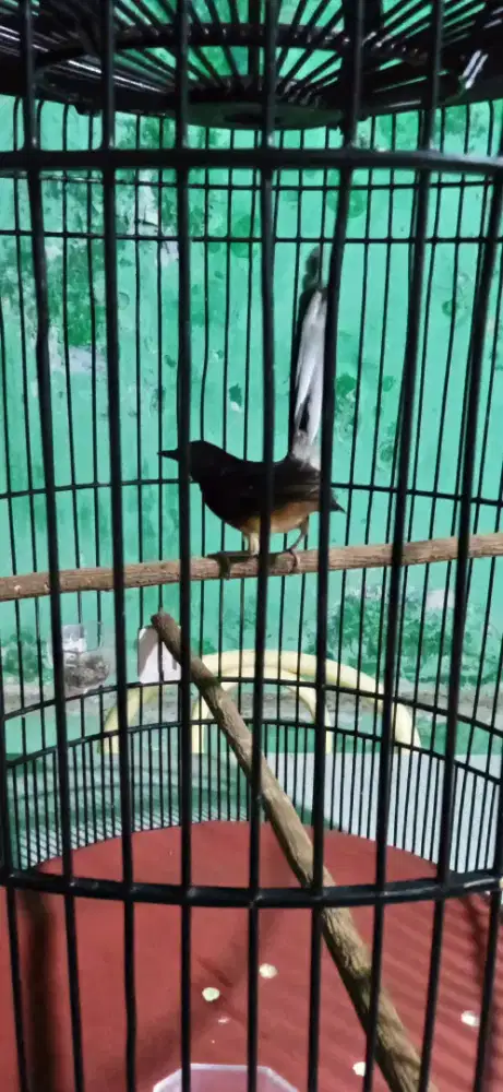 Murai baru jantan