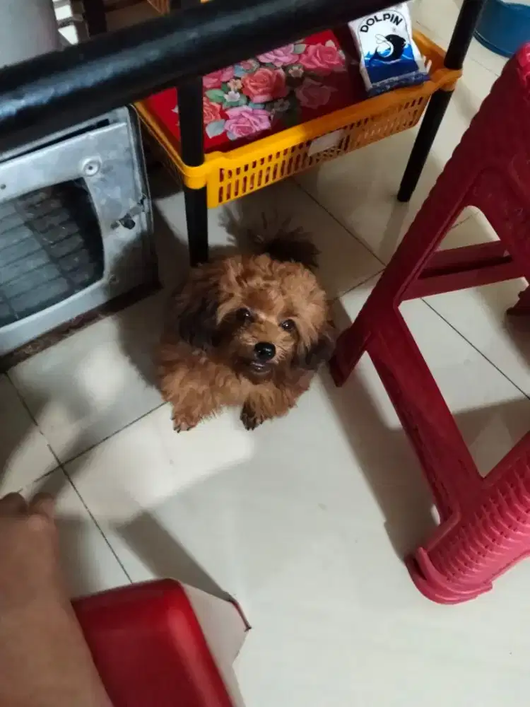 Shipoo Betina 4 bulan