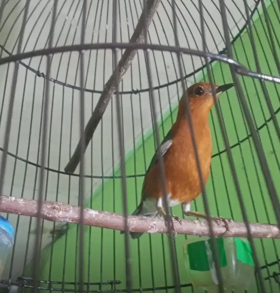 Anis merah jantan kaki deker mulus