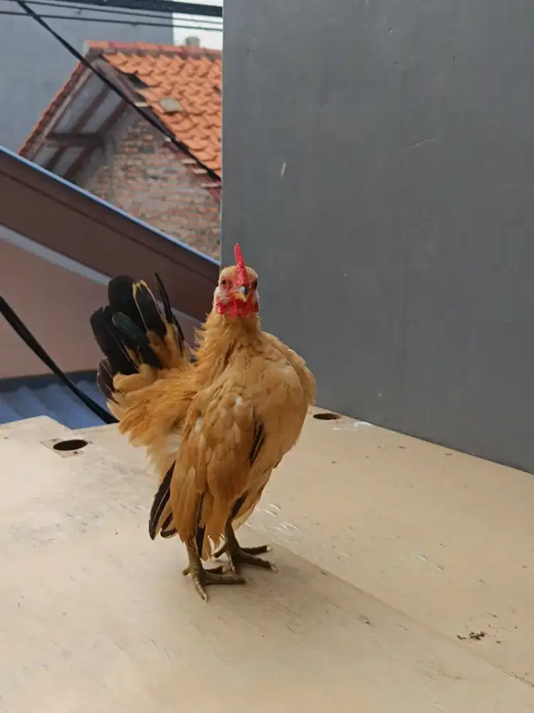 Ayam serama sepasang usia remaja