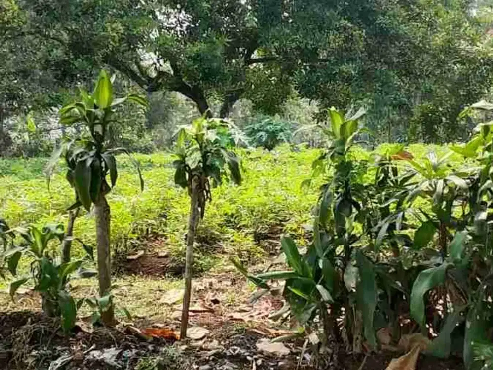 DIJUAL TANAH KOSONG STRATEGIS PINGGIR JALAN CINANGKA SAWANGAN DEPOK 
LUAS TANAH 2000 METER
SURAT SHM
HARGA 2.2 JTA PERMETER NEGO