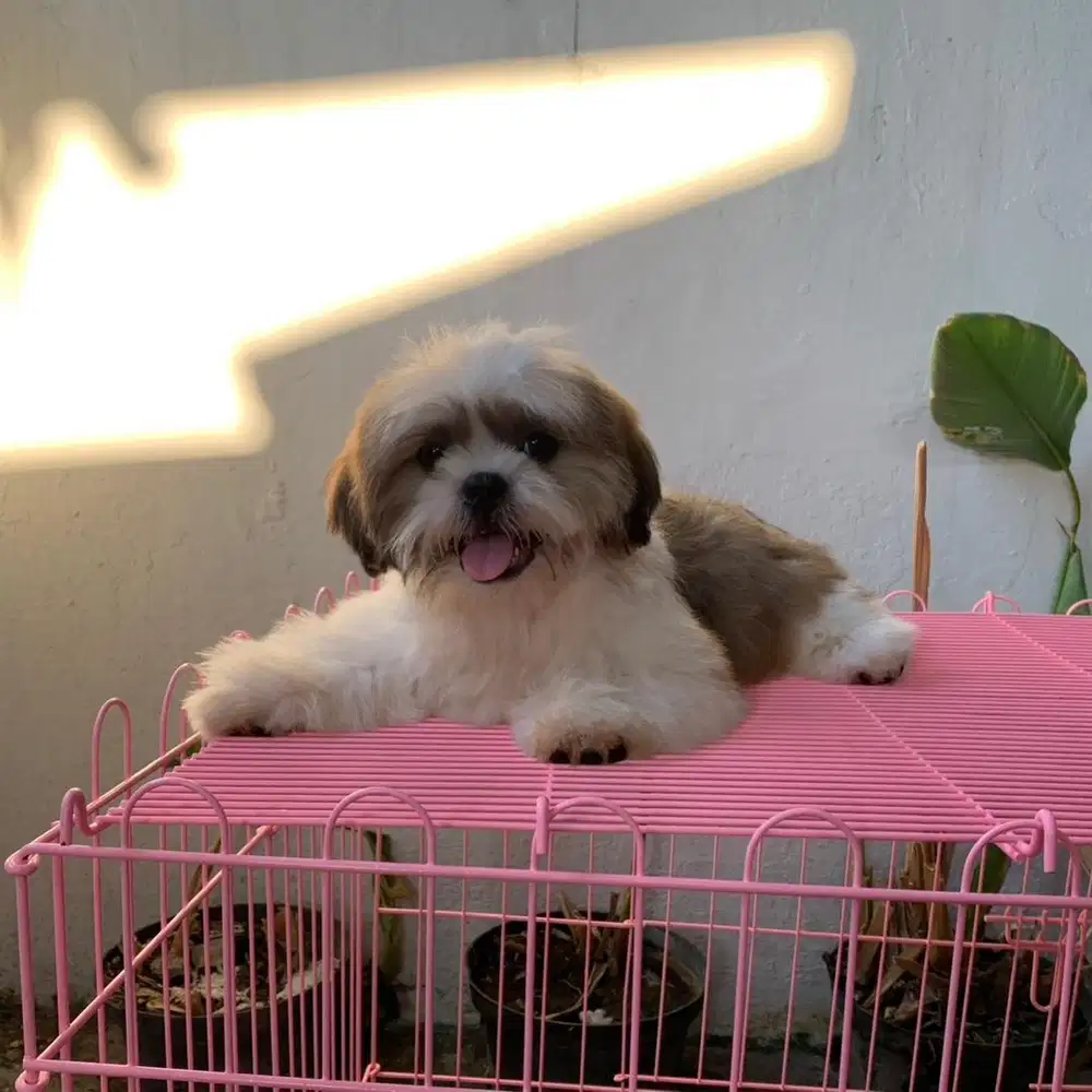 surabaya Anjing shihtzu shih tzu shitzu shitsu sitzhu