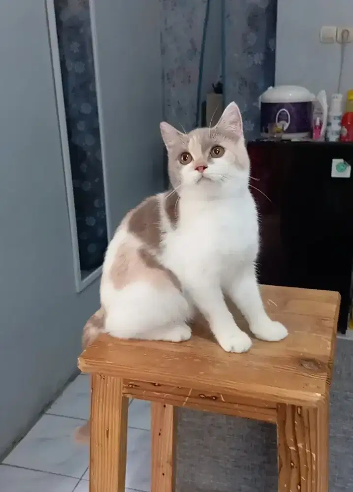 BRITISH SHORTHAIR / BSH CALICO LILAC