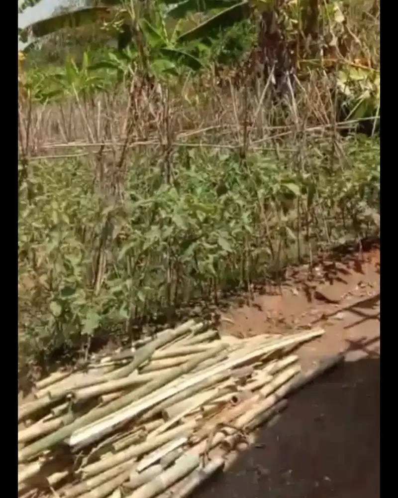 Jual Tanah Tambang Pasir / Perkebunan di cijantung purwakarta