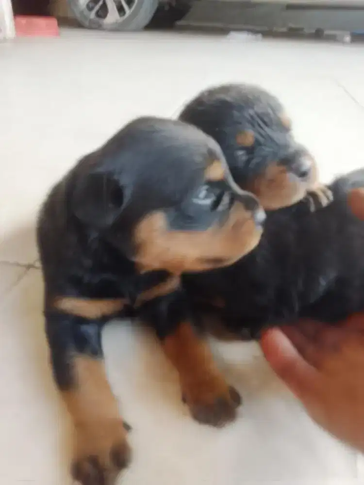Anjing Rotwailer