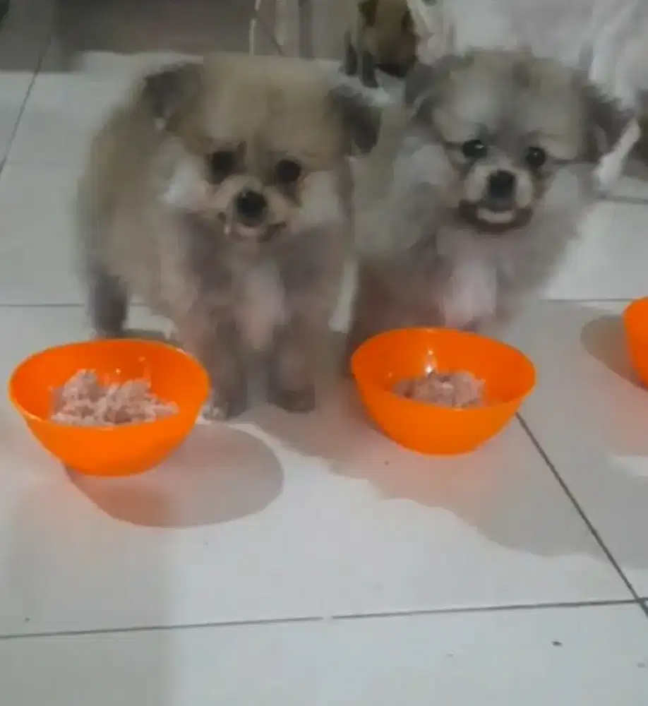 Dijual pom 3 betina umur 2 bulan