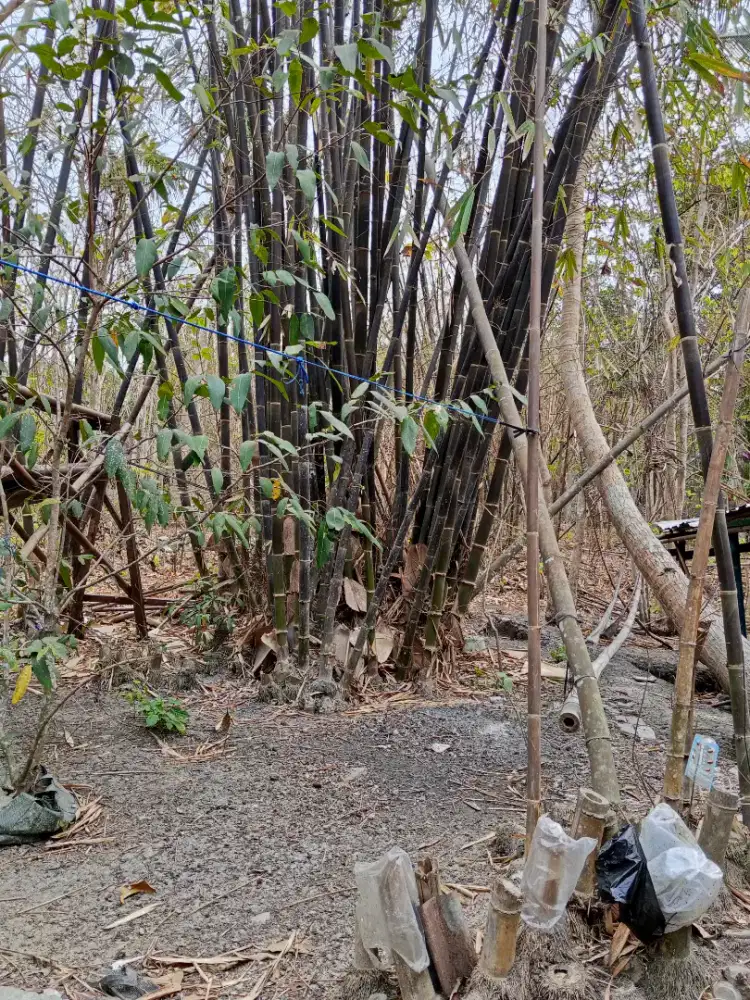 Jual bambu Wulung