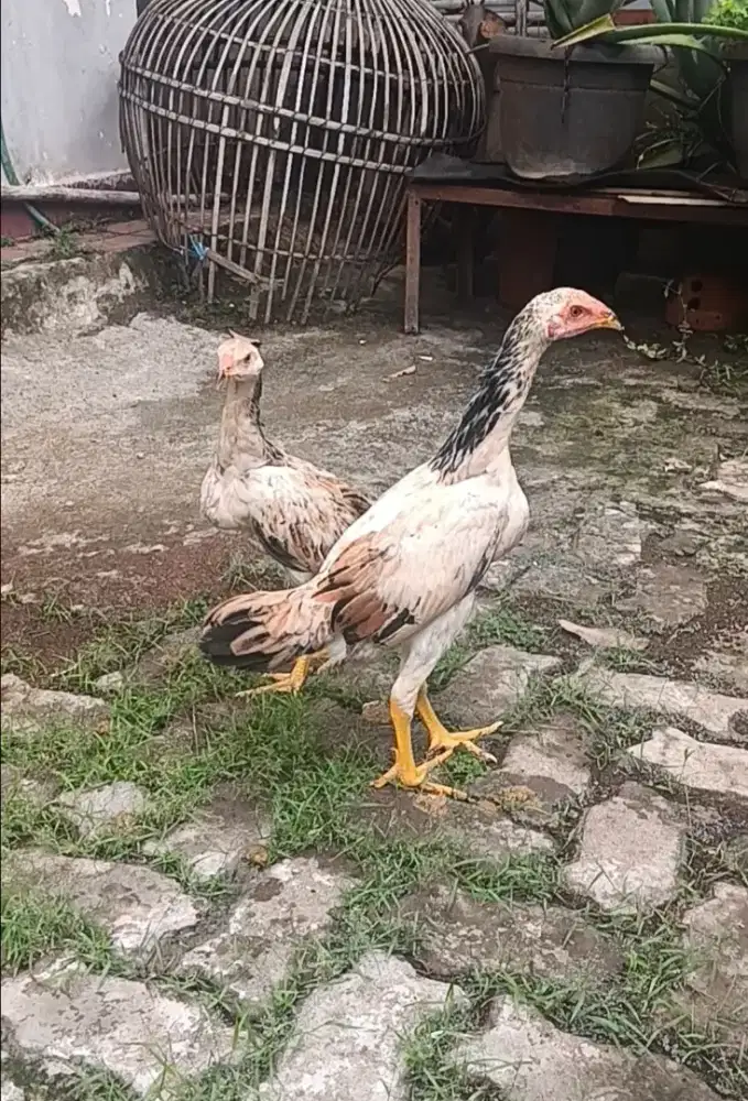 Ayam Bangkok edisi betina