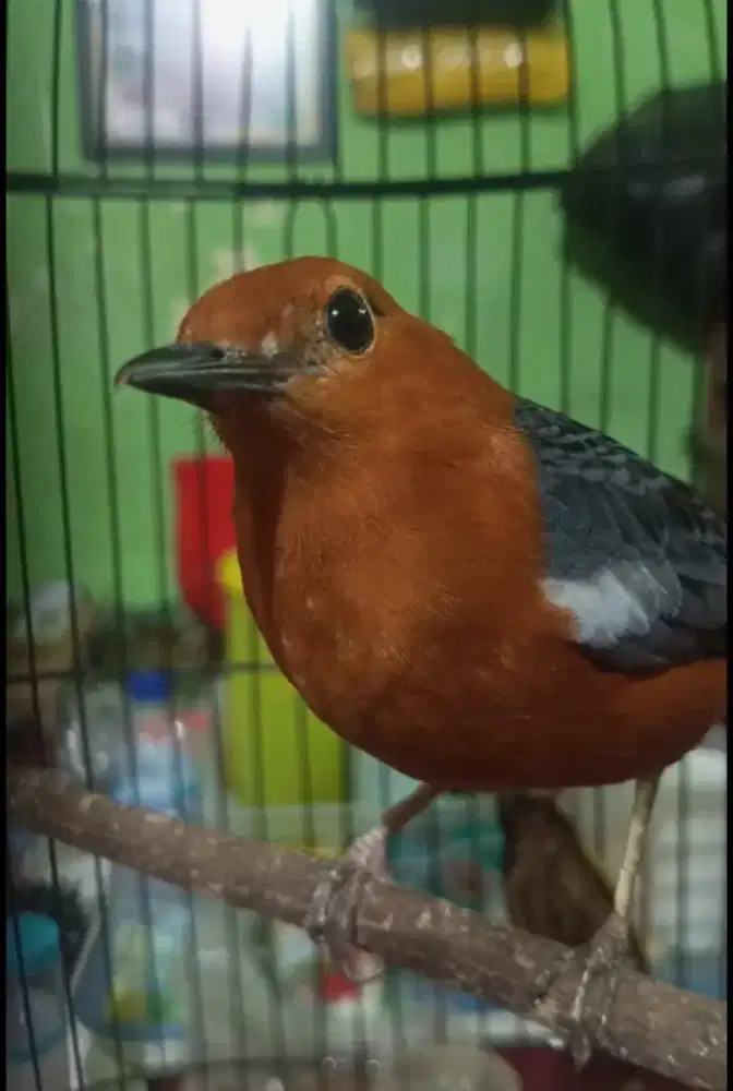 Anis bata Jantan kaki sudah nyisik