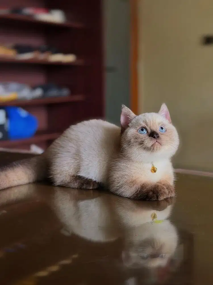 Kucing Munchkin British Shorthair MALE SF BSH