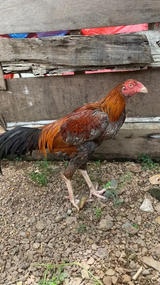Ayam Aselcross klabu merah