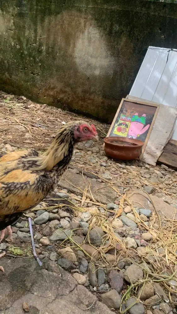 Ayam aselcross bulu gold