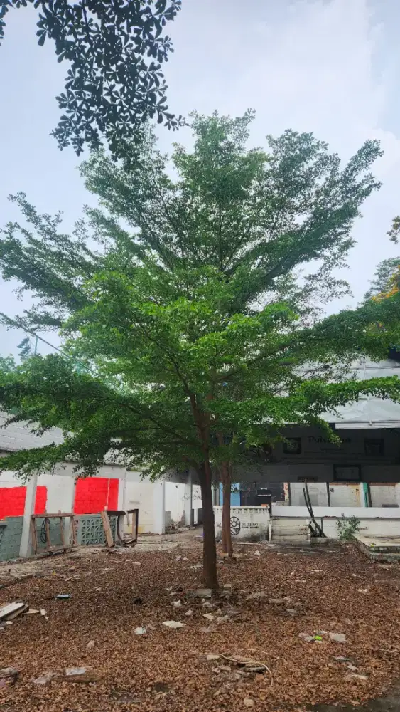 Pohon ketepang kencana