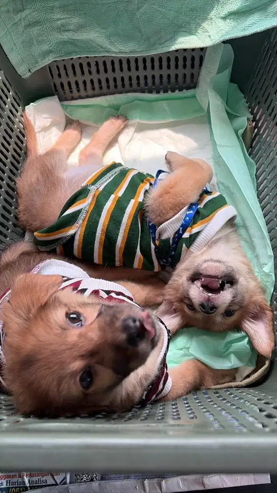 Anak anjing sehat dan pintar