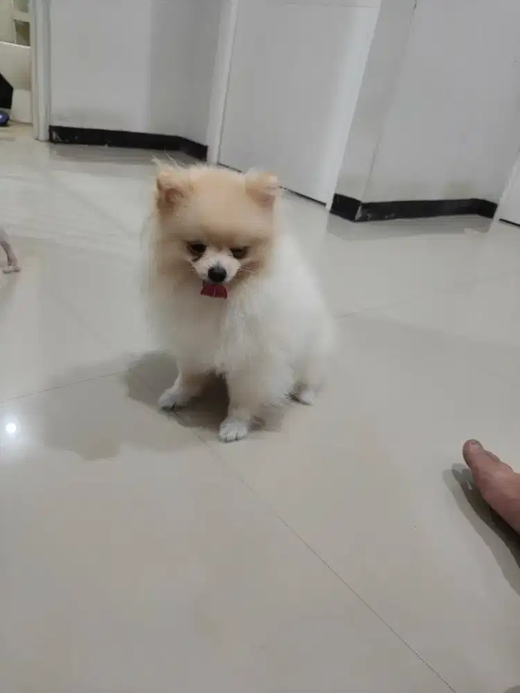 Minipom jantan stambum vaksin
