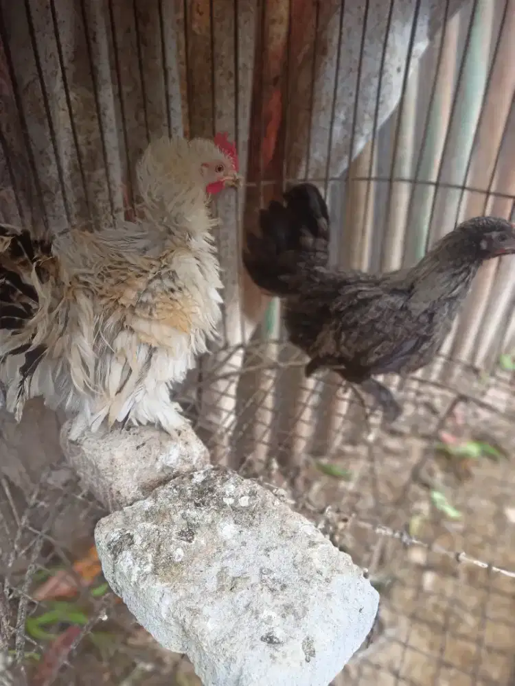 Jual sepasang ayam Kate walik bulu bagus
