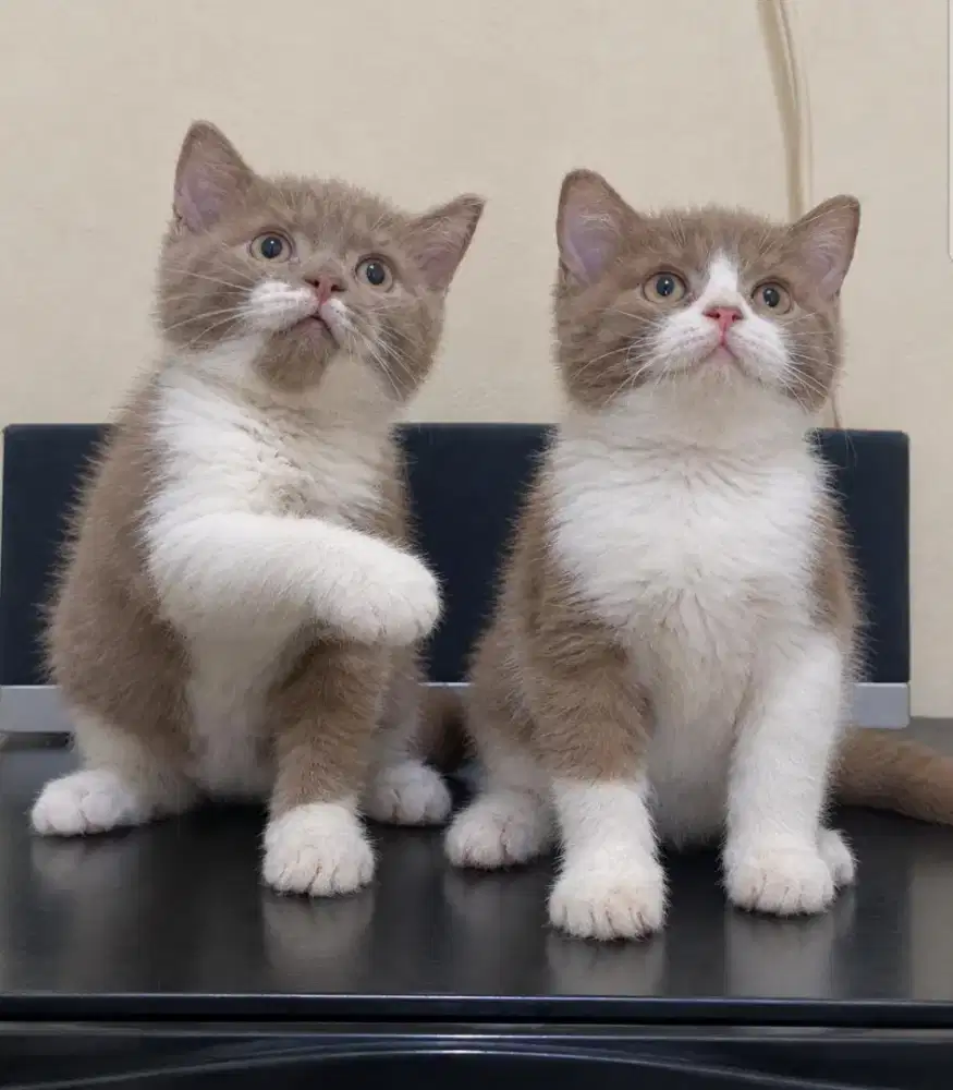 British shorthair Cowo Cewe