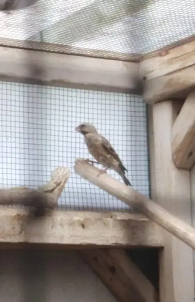 Burung Blackthroat Anak Jantan Sudah Rajin Bunyi