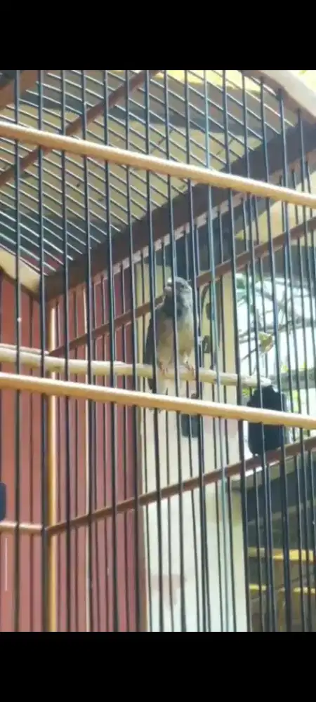 Burung Blackthroat Dewasa Gacor
