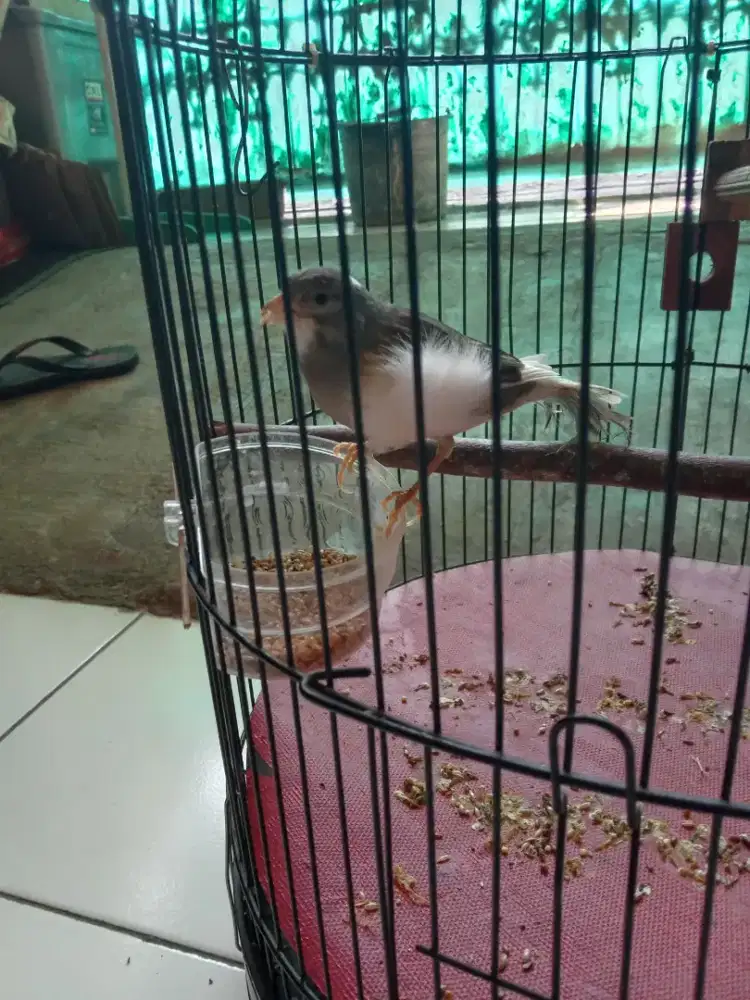 Burung kenari abu putih sudah nyerang BURJA