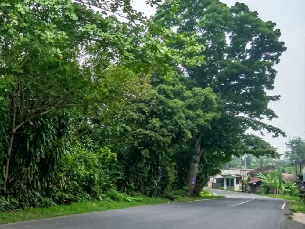 Tanah Luas untuk Pengembangan Properti di Rangkasbitung