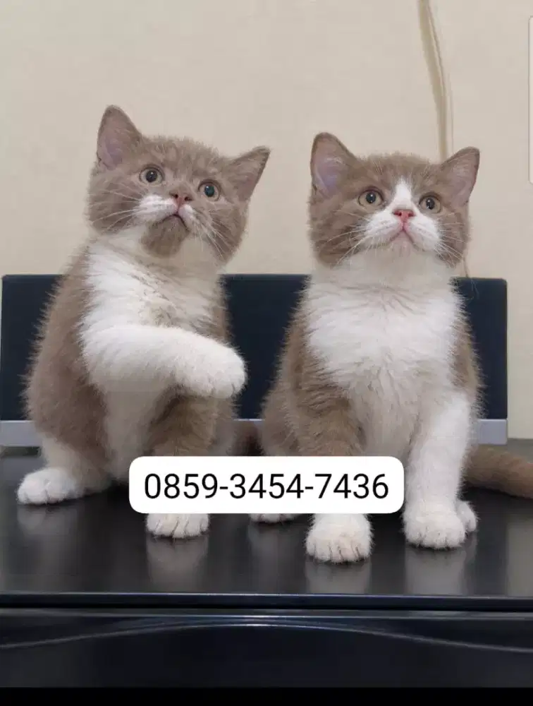 British shorthair dan ragdoll