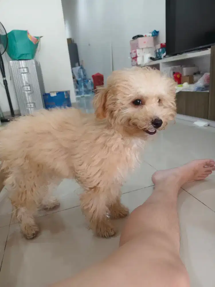 Toy Poodle 5 bulan female