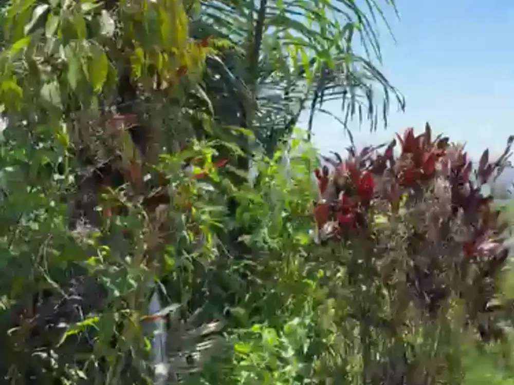 Dijual Tanah Kebun dengan Isian Durian dan View Pegunungan