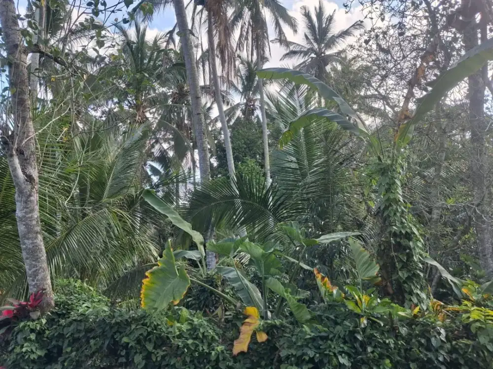 Dijual Tanah Kebun Akses Jalan Hotmix Legalitas SHM