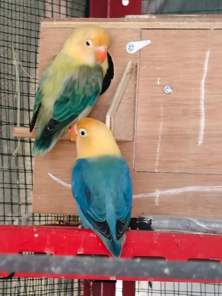 Lovebird sepasang