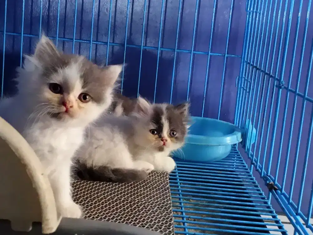 Kucing Persia Kitten