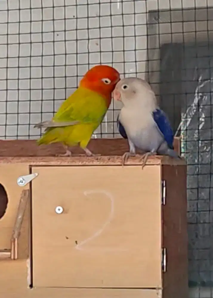 Lovebird biola pallid x biola euwing violet