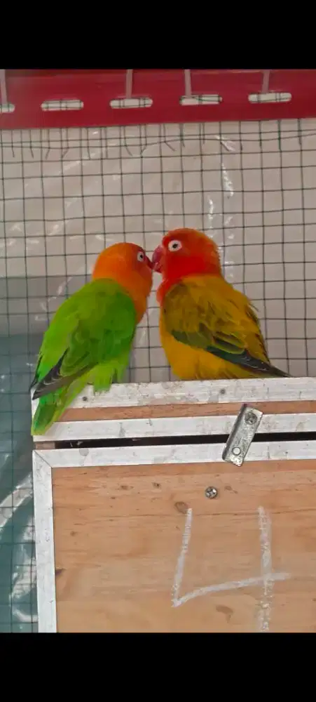 Lovebird biola euwing gold x biola green