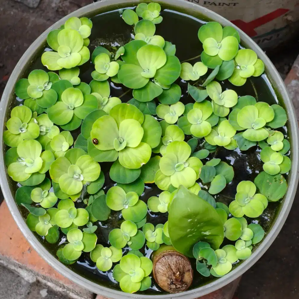 Tanaman Apung Aquascape Apu Apu