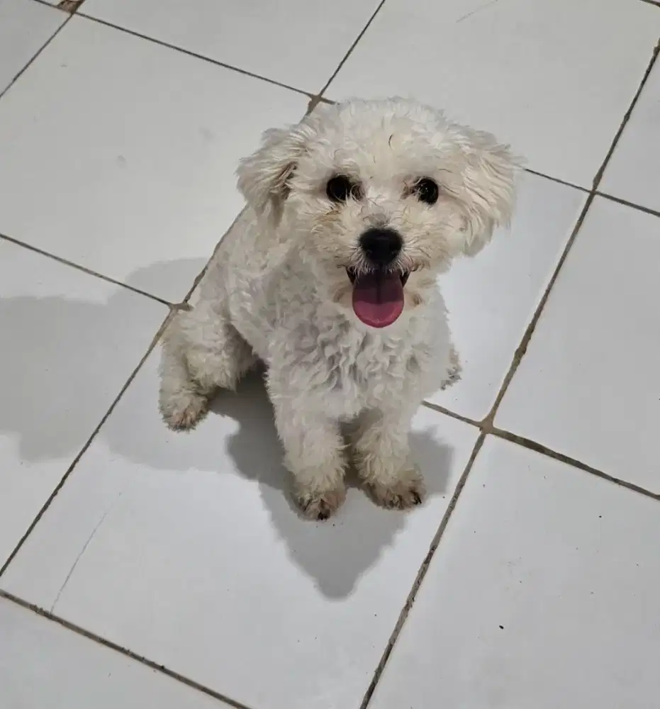 JUAL ANJING SHIHPOO