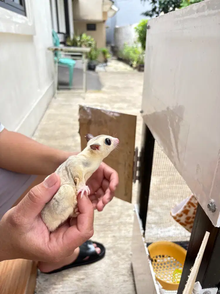 Sugar Glider Classic, White Face dan Moza